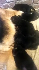 German Shepherd Puppy - Feed Karty Kitny Cute lagty hain Yeh