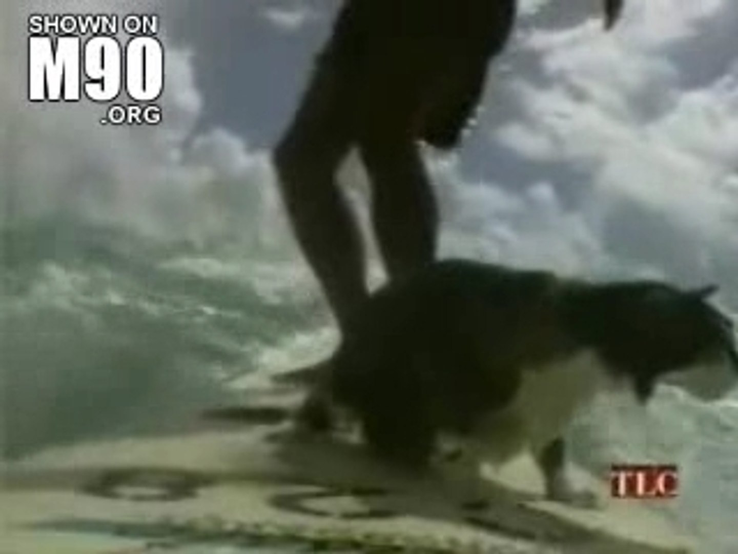 Un Chat Surfeur Video Dailymotion
