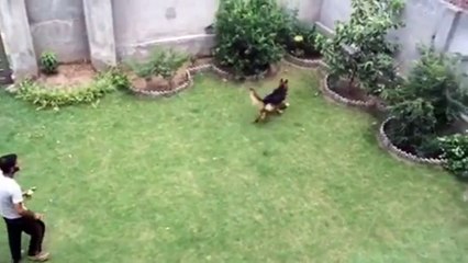 German Shepherd Training Time