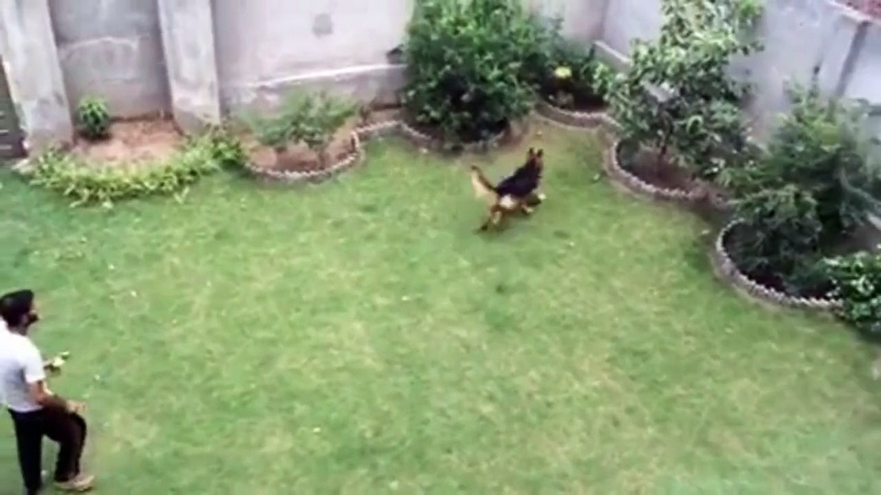 German Shepherd Training Time
