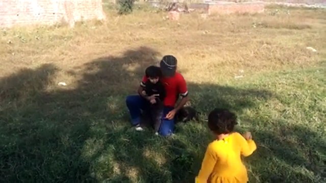 German Shepherd Lovely Puppies