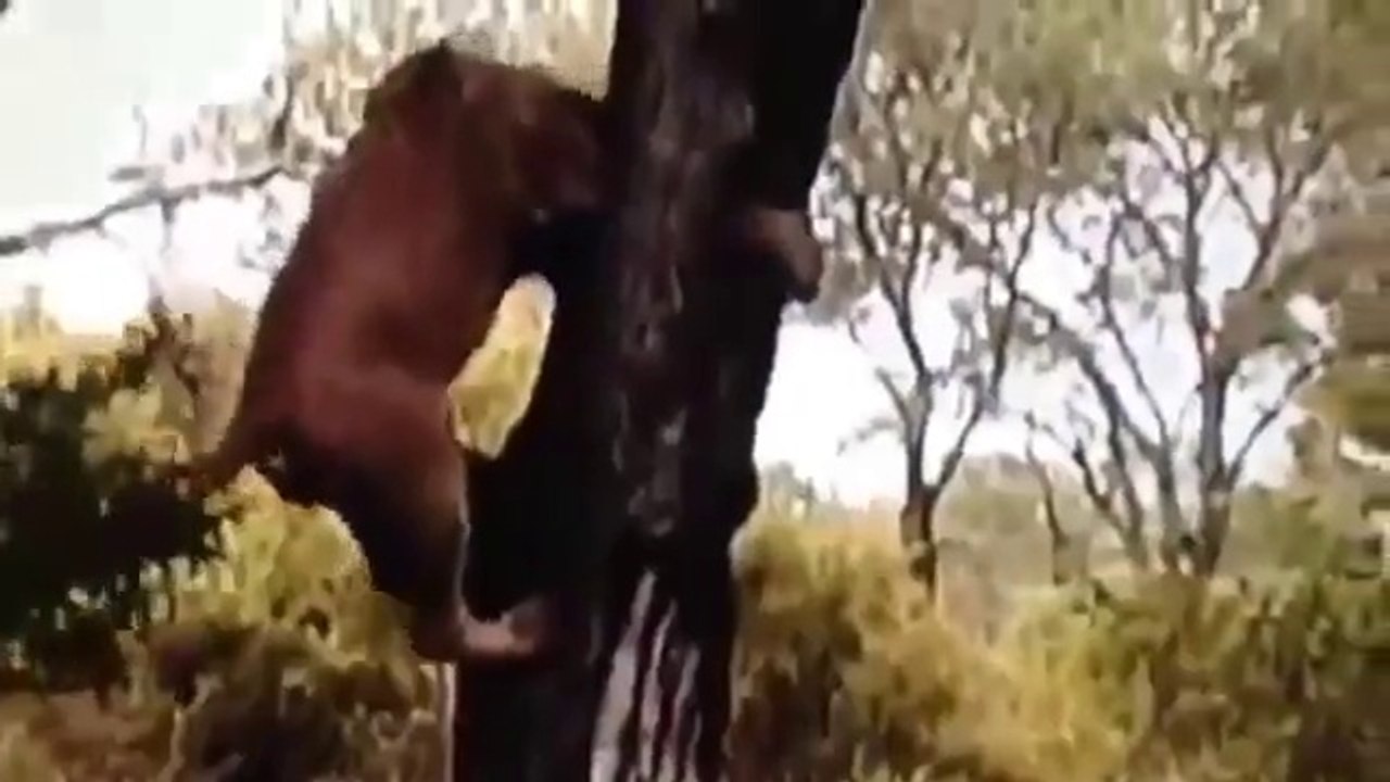 Bufalolar Tarafından Katledilen Aslan