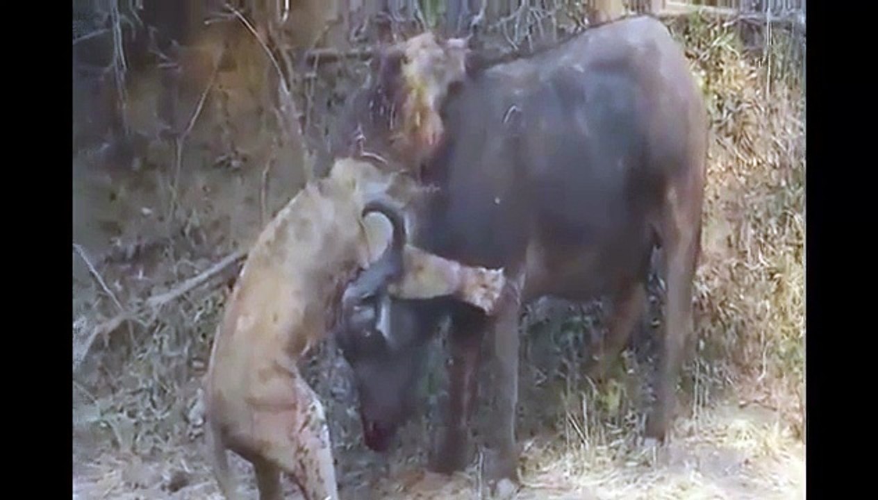 جاموس يقتل أسد مع مقاومة الأسد حتى النهاية