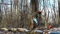 Ox Logging--Skidding logs with a single ox.wmv