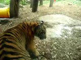 7 month old Sumatran tigers, SF Zoo