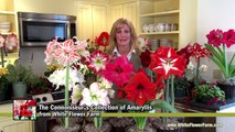 The Connoisseur's Collection of Amaryllis - White Flower Farm
