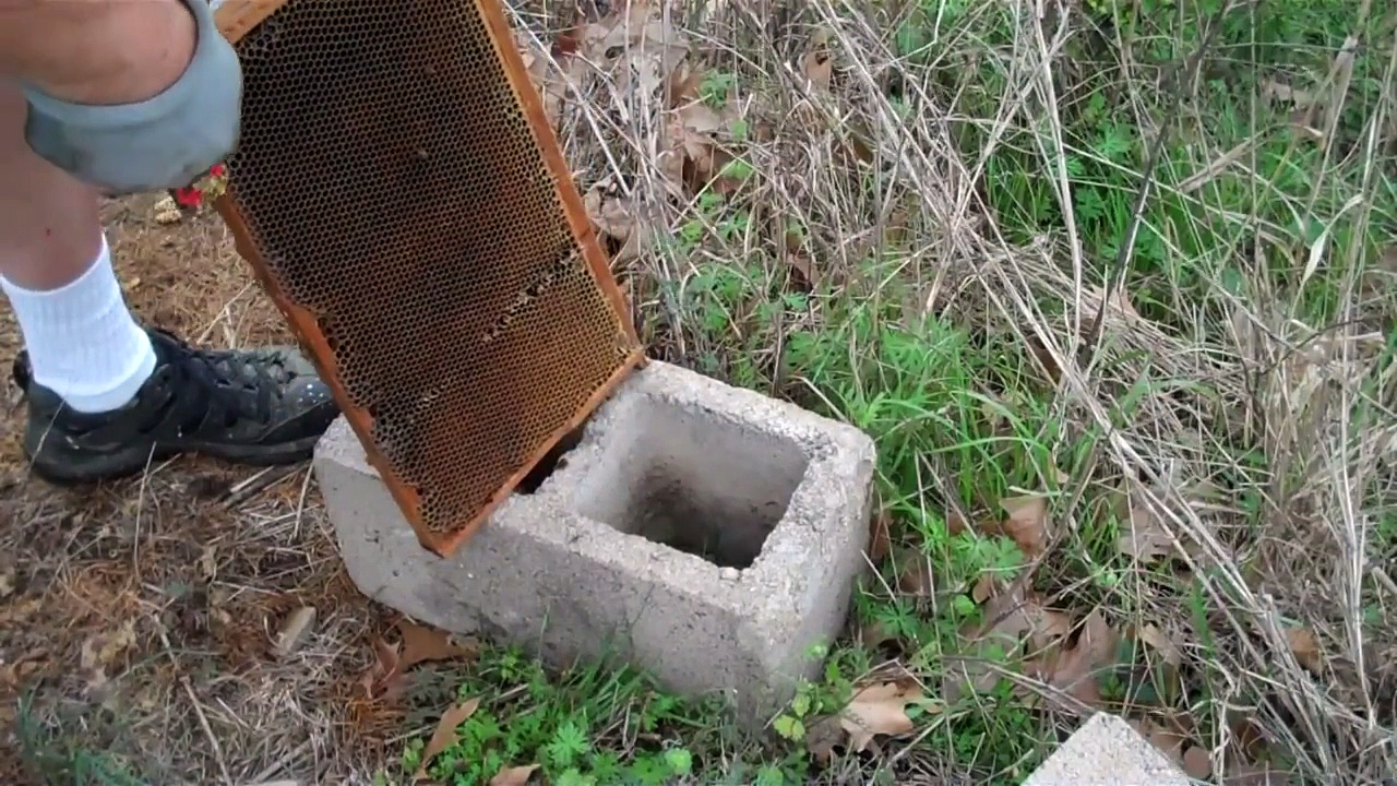 New Beekeeper – What to do now