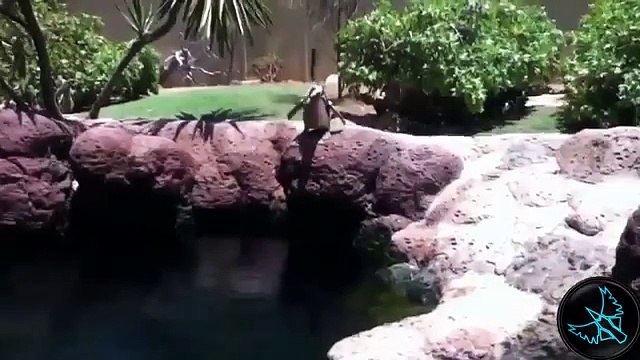 Komik Penguenler, Penguen Kazaları