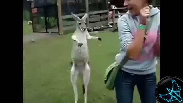 Hayvanlar ve insanlar - Komik Video Derlemesi