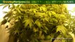 Benefits Of Using Co2 With Marijuana Plants