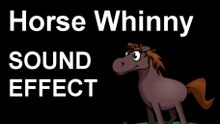 Horse Whinny SOUND EFFECT