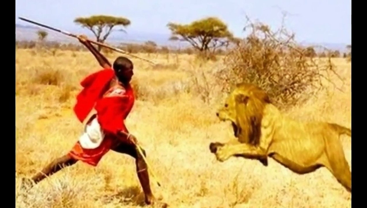 ►Man attack lion - man vs lion (man grabbed forage from lion) _ Лев против человека