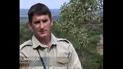 ►Honey badger vs Lions _ Два медоеда против шести львов