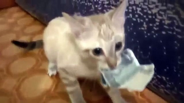 ►Kitten stealing money _ Жадный кот не даёт деньги