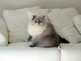 Sterling Playing - Blue Point Doll Face Himalayan Persian Cat