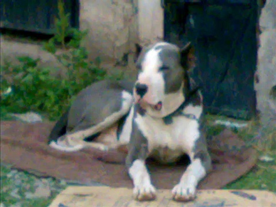 UNIQUE N BEAUTIFUL BULLY KUTTA