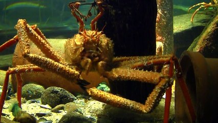 Close-ups of scary hairy monster giant box crab (spider crab).