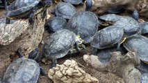 Trachemys scripta elegans toman el sol y se relajan en el CRARC de Catalunya