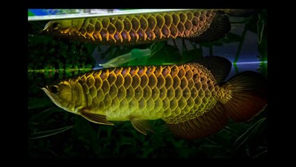 Arowana Bukit Merah....Wak Jul's Malaysian Golden
