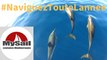 voilier et dauphins - croisière Corse - sailing among dolphins Corsica