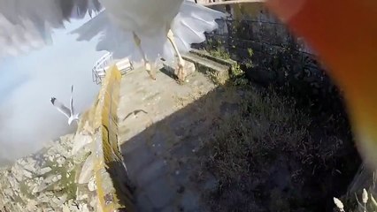 ►Seagull stole the camera and photographed Selfie _ Чайка украла камеру и сделала селфи