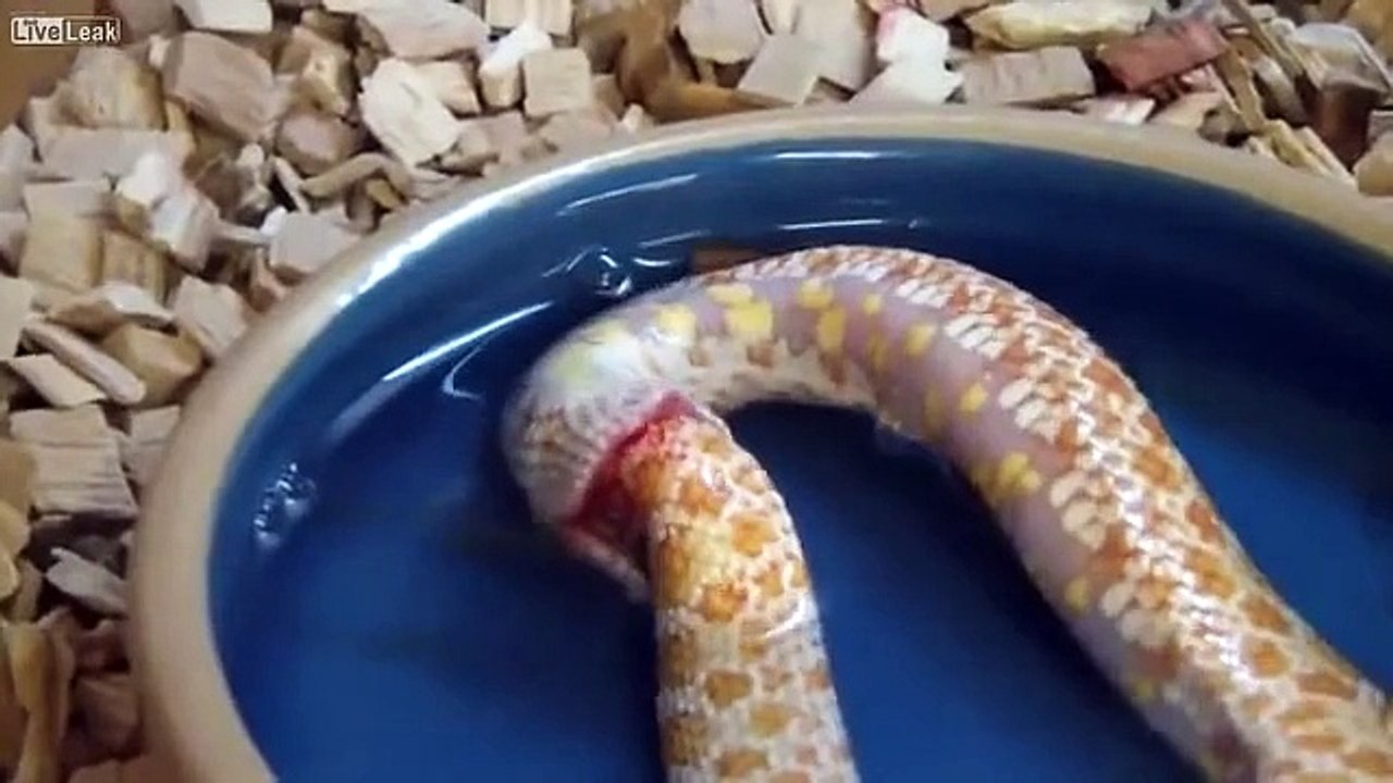 ►The snake eats itself _ Змея ест саму себя