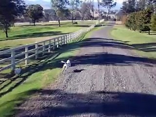 Parson Russell Terrier running at 40 km