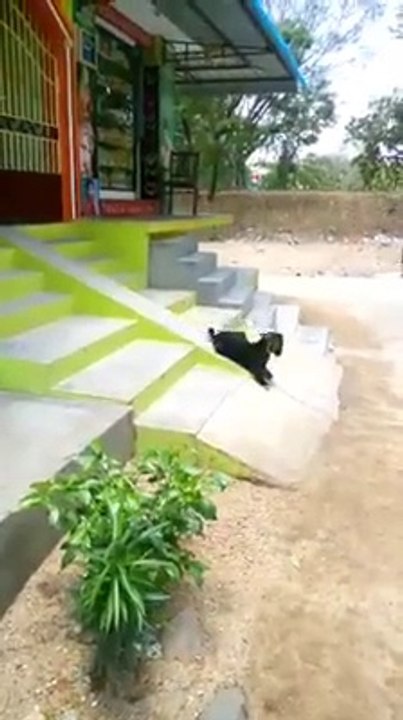 goat enjoys slide