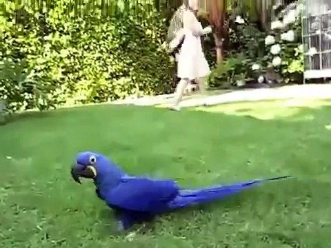 Big Blue Parrot runs for the girl _ Большой синий попугай бегает за девушкой