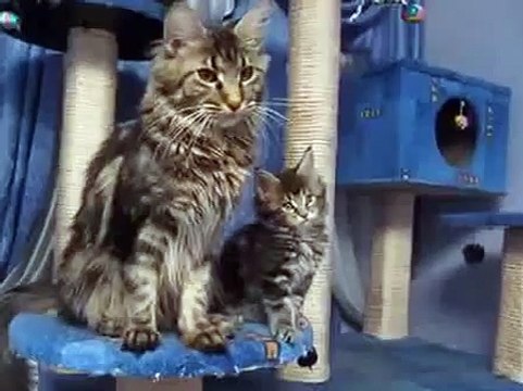 Funny Maine Coon _ Внимательные смешные мейн кун