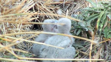 세계의 눈.150823.에게해의 매혹적인 사냥꾼, 엘레오노라 팔콘