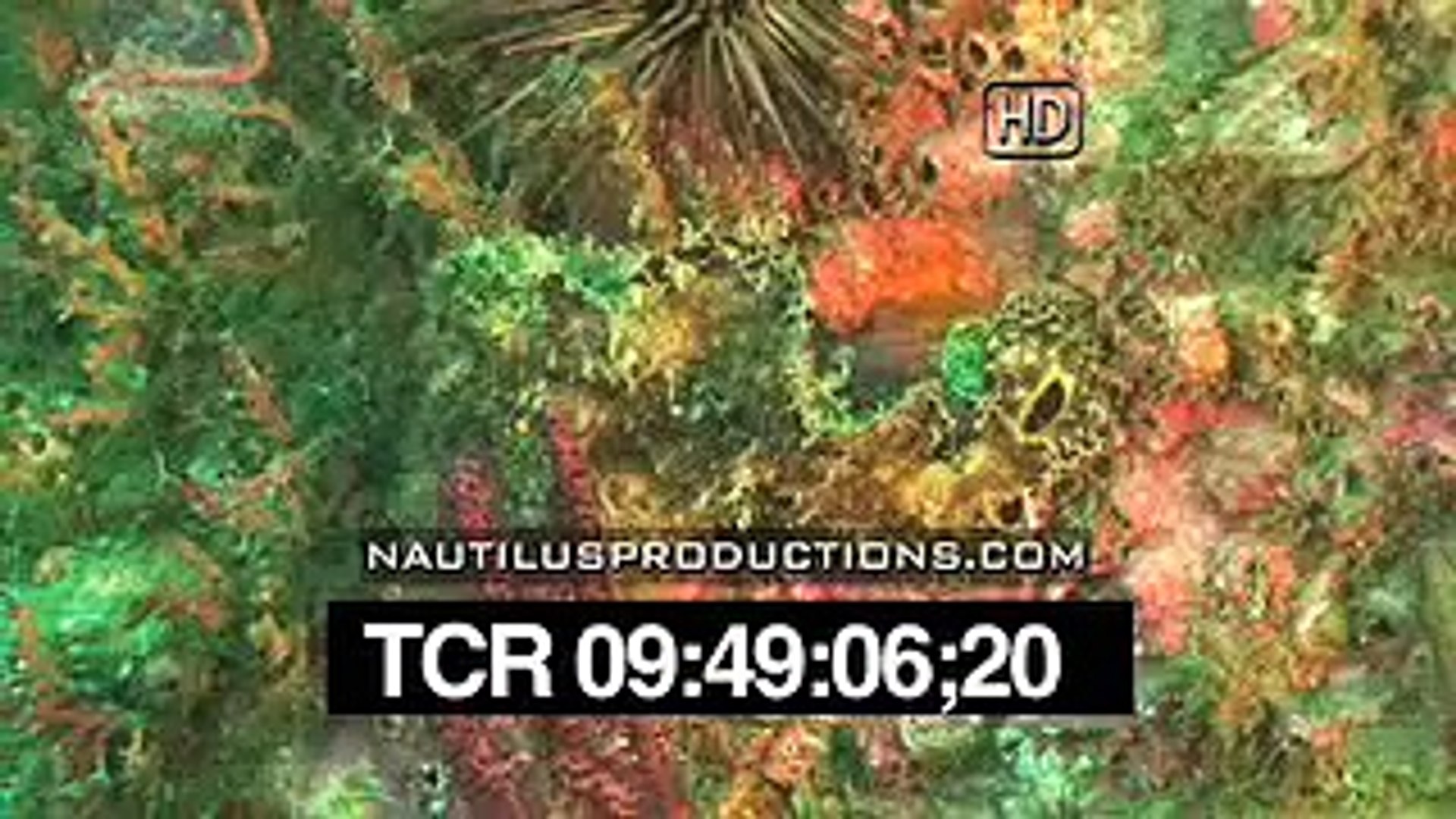 Jellyfish Nautilus Productions HD Stock Footage Video