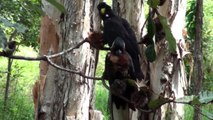 Rare video two Yellow Tailed Black Cockatoo eating Swamp Banksia seed