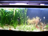 The Power Of The Planted Tank - Self-Sustaining ( 55g Update)