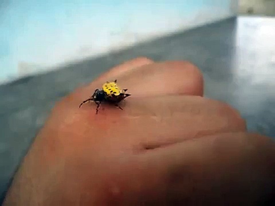 Araña panadera (Gasteracantha cancriformis)