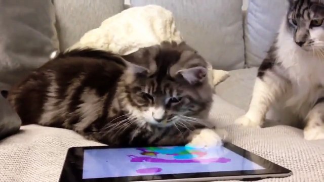 Maine Coons are playing with a mouse_ мейн куны играют с мышкой