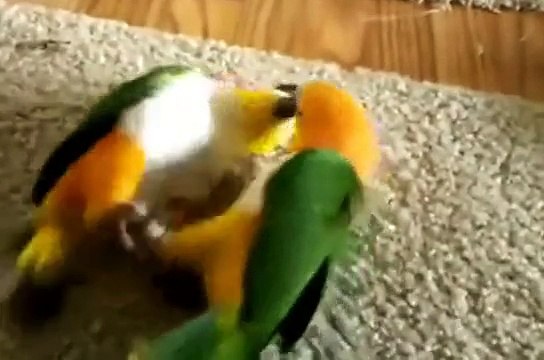 Funny parrots _ Веселые не послушные попугаи
