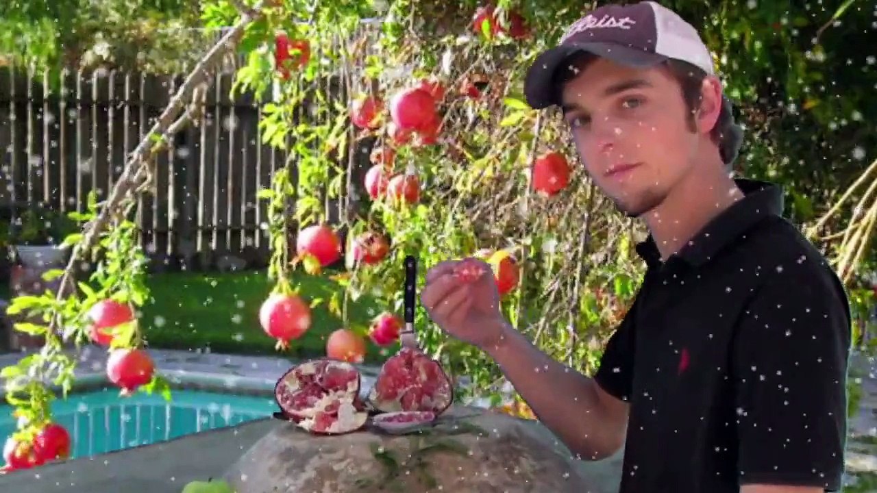 Cold Hardy Russian Pomegranate Tree in Moscow, Russia