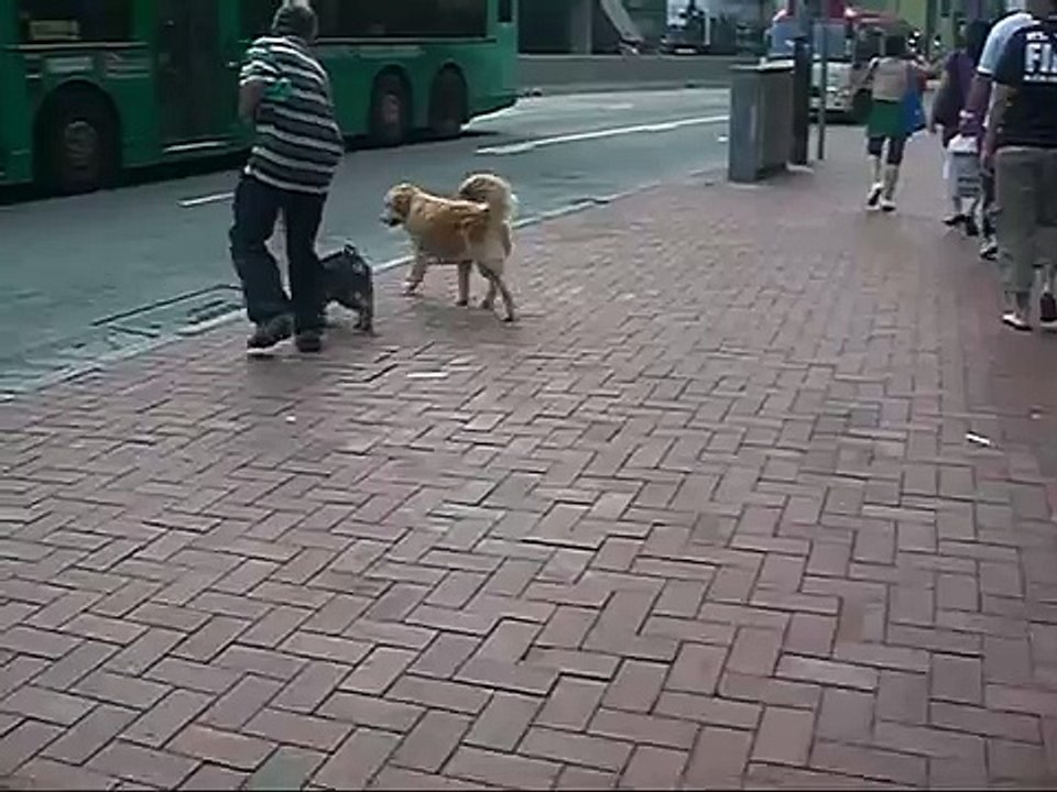 A female dog trained to pee on the drainage cover