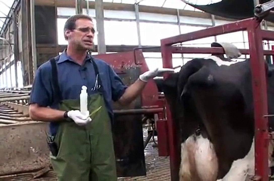 Taking the Rectal Temperature of a Dairy Cow