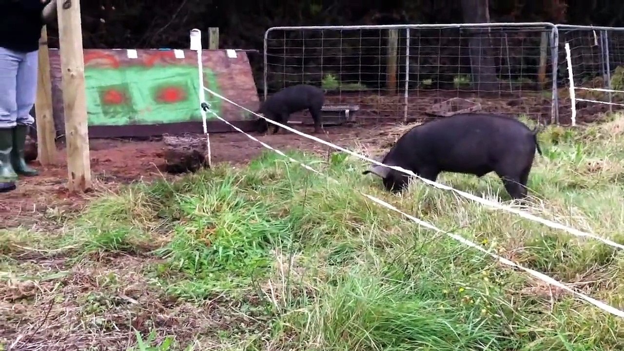 Pigs hunting truffle boar vs sow.MOV video Dailymotion