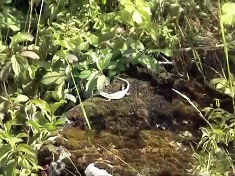 Lézard TM 11.06.2011.wmv