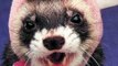 Pet Ferrets - Learn Why Ferrets are Cool!