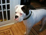 Jayke the white boxer at 1.5 years old