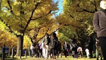 Gingko Avenue at Meiji-Jingu Gaien, Tokyo [iPhone 4S/HD]