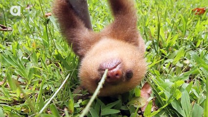 Un cucciolo di bradipo racconta delle barzellette