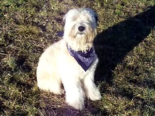 Must See, So Funny, Wheaten Terrier