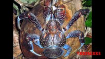 Animales extraños: CANGREJO COCOTERO GIGANTE, Gigantescos cangrejos cocoteros