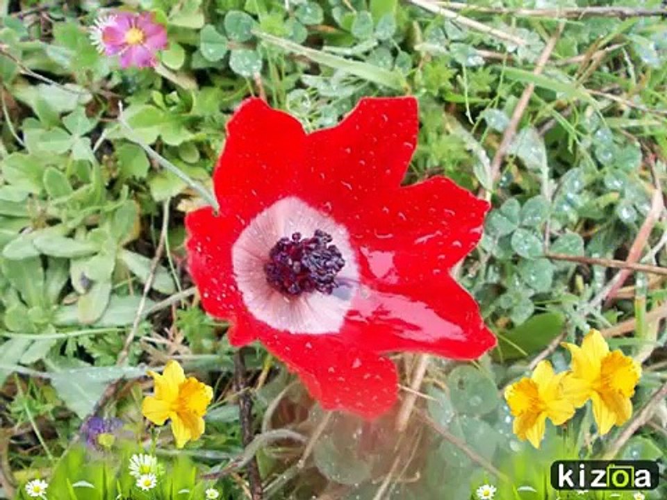 ÖLMEDEN GEL EY VEFASIZ- NEŞE KARABÖCEK