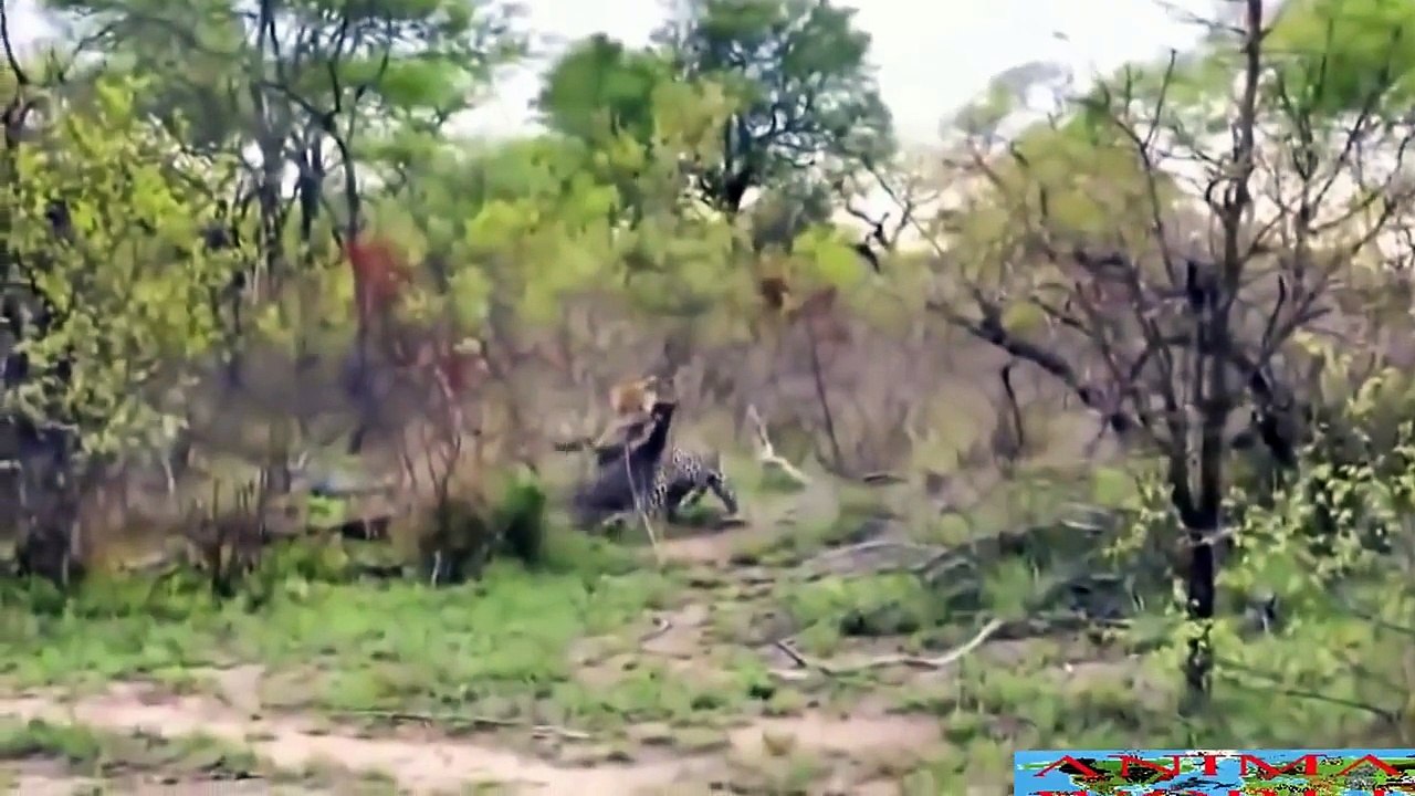 Top 10  Animal Attack  Compilation  of All Time  2015